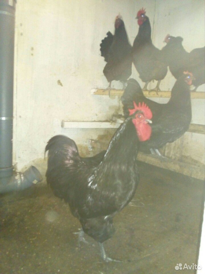 Цыплята Джерсы черные купить на Зозу.ру - фотография № 4