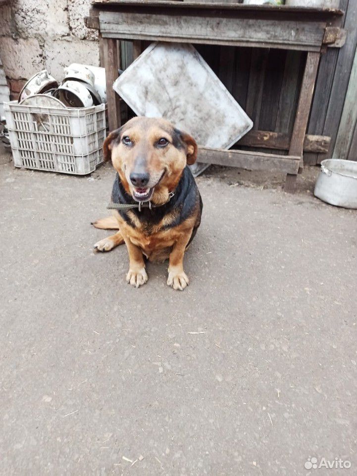 Собака из приюта купить на Зозу.ру - фотография № 2