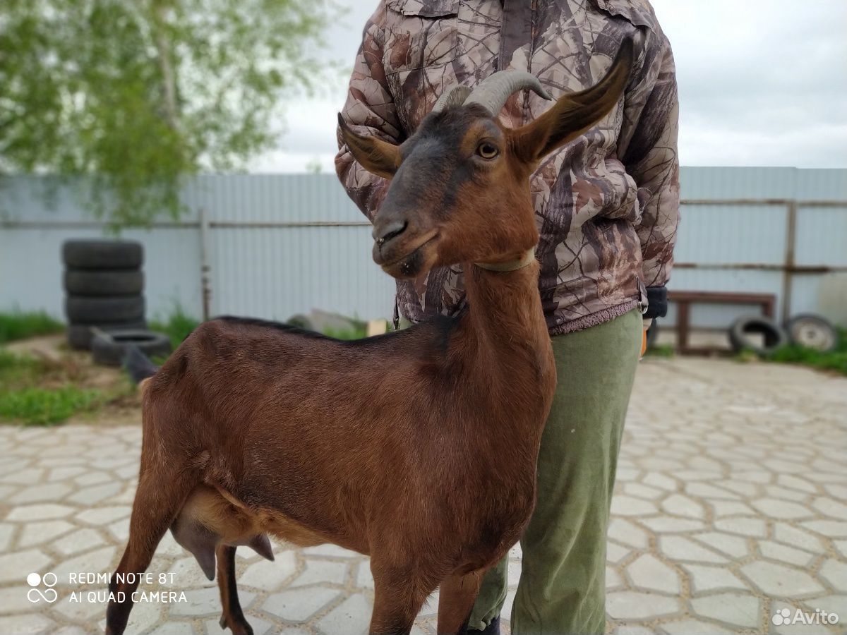Продам нубийских коз купить на Зозу.ру - фотография № 6