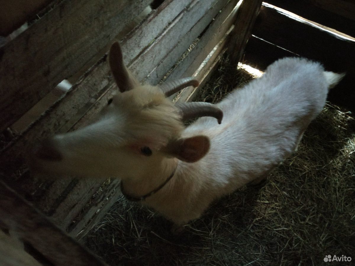 Продам дойную козу купить на Зозу.ру - фотография № 2