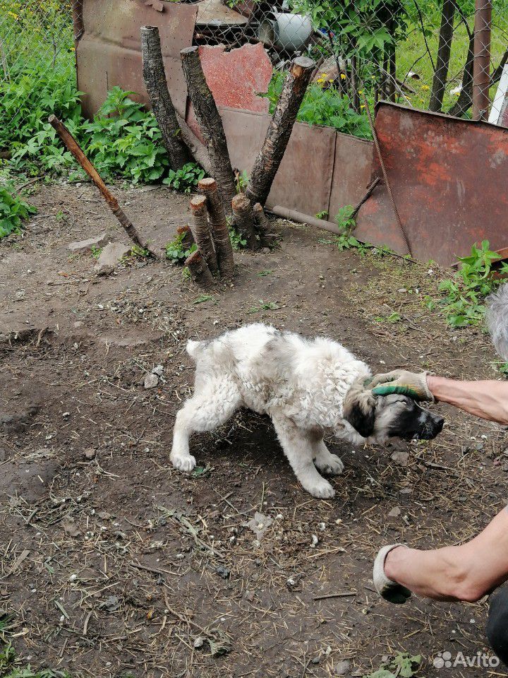 Собака/щенок 3 месяца купить на Зозу.ру - фотография № 7