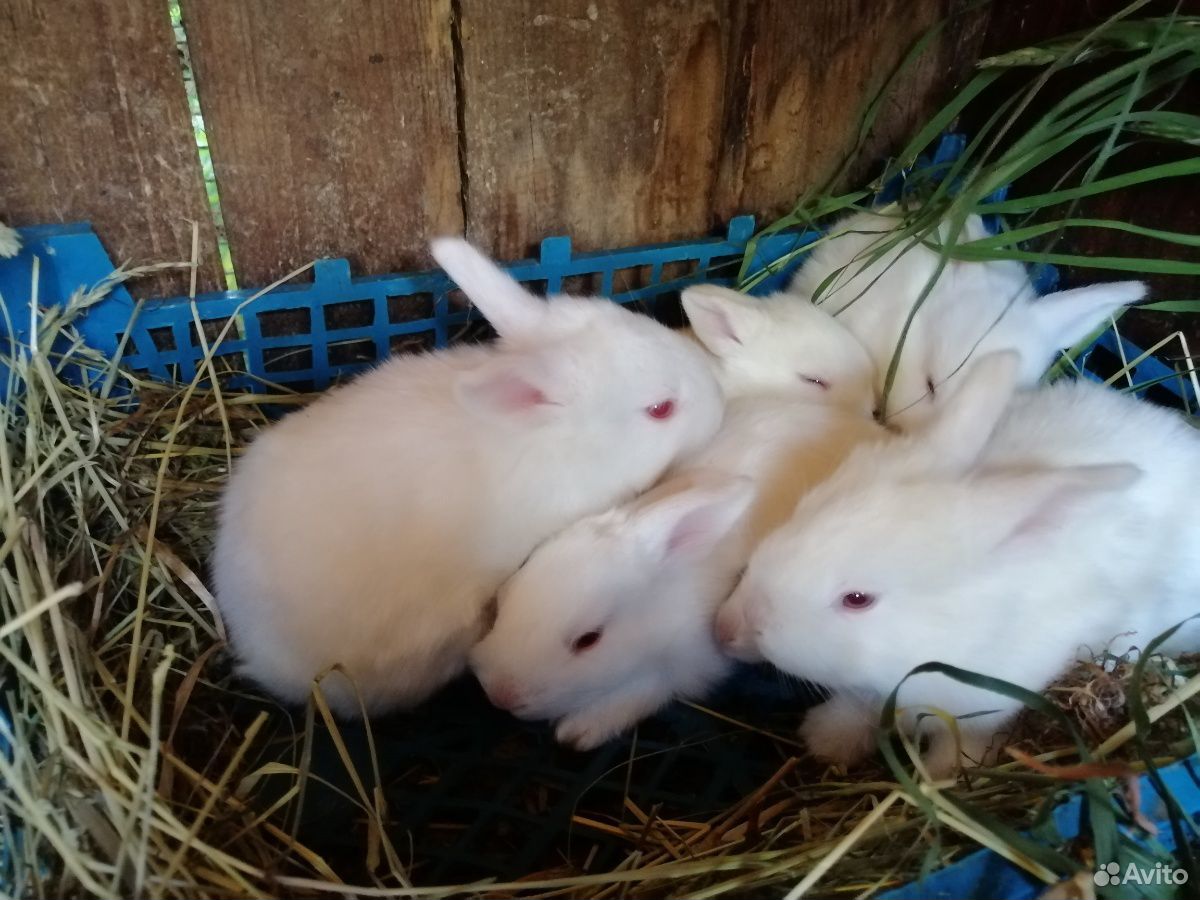 Белые крольчата купить на Зозу.ру - фотография № 1