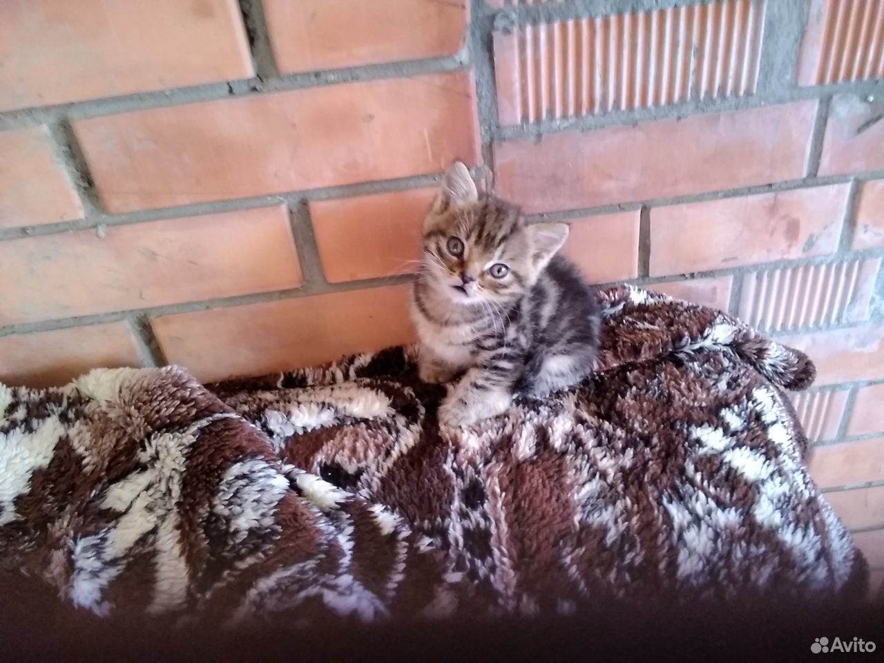 Подарю котёнка купить на Зозу.ру - фотография № 1