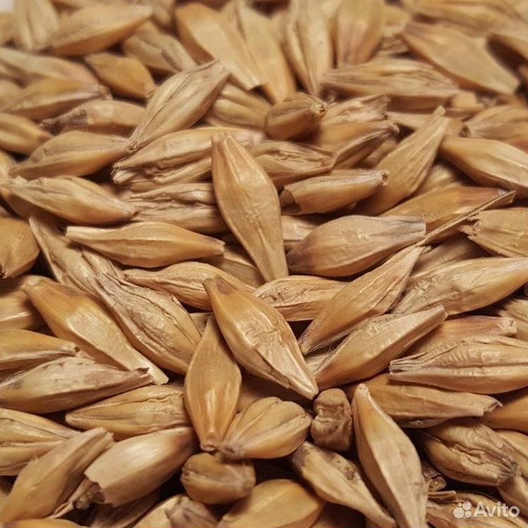 Сортированое зерно купить на Зозу.ру - фотография № 1