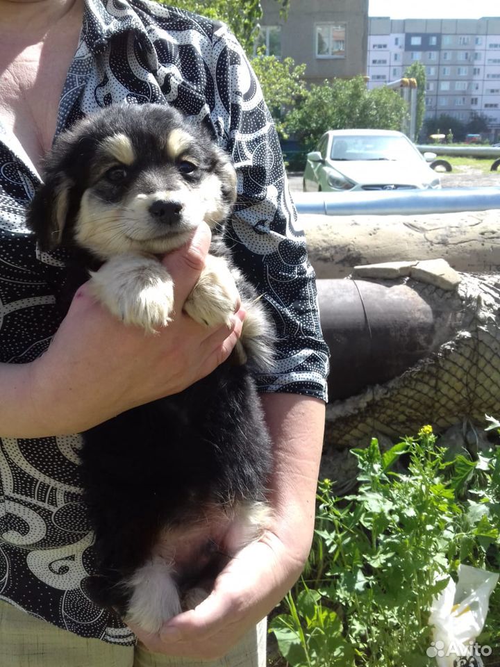 Замечательный щенок купить на Зозу.ру - фотография № 1