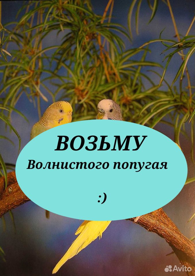 Возьму волнистого попугая купить на Зозу.ру - фотография № 1