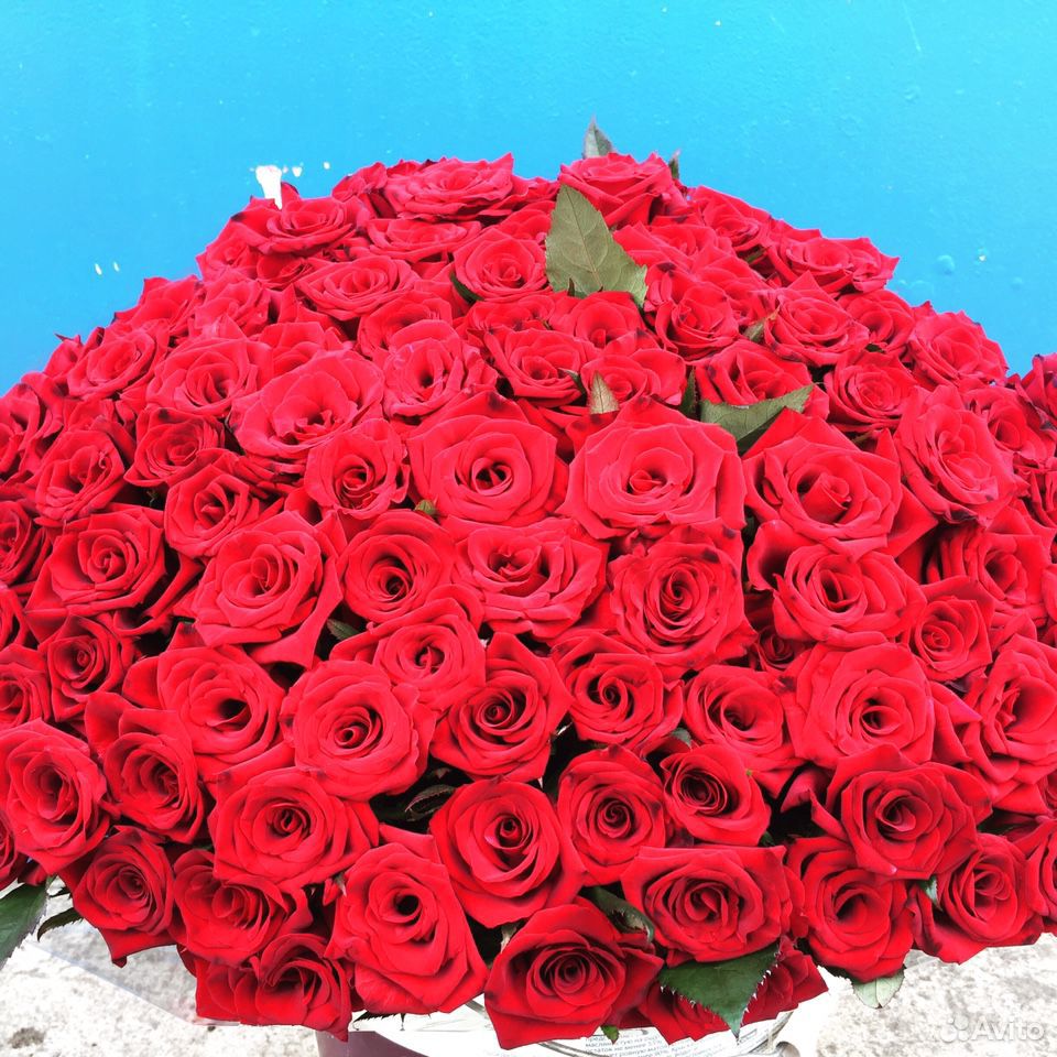 101 роза купить на Зозу.ру - фотография № 4