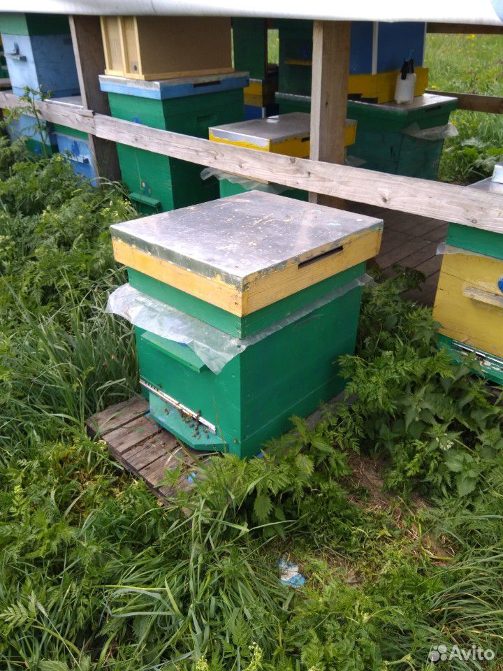 Пчёлы с ульми купить на Зозу.ру - фотография № 1