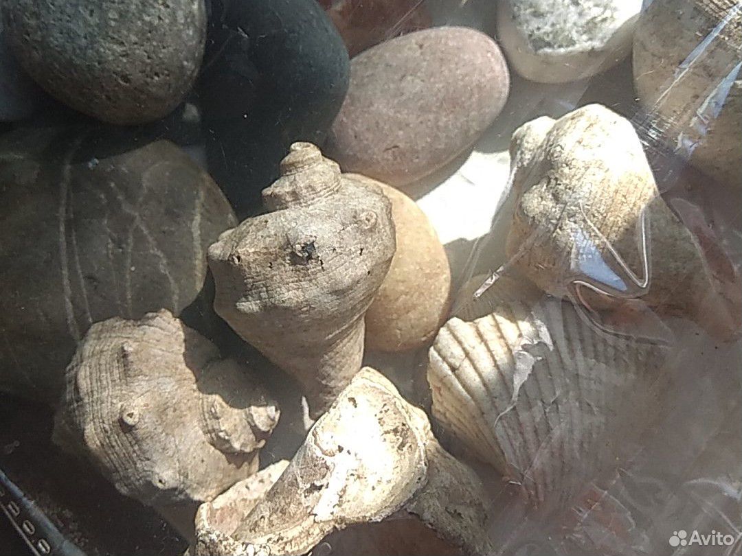 Камни, ракушки для аквариума купить на Зозу.ру - фотография № 2