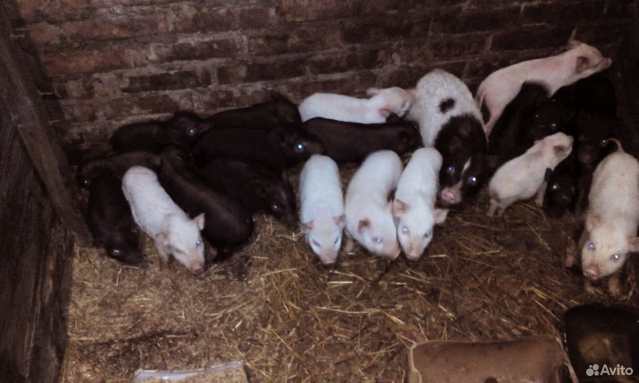 Продам Вьетнамских свиней купить на Зозу.ру - фотография № 2
