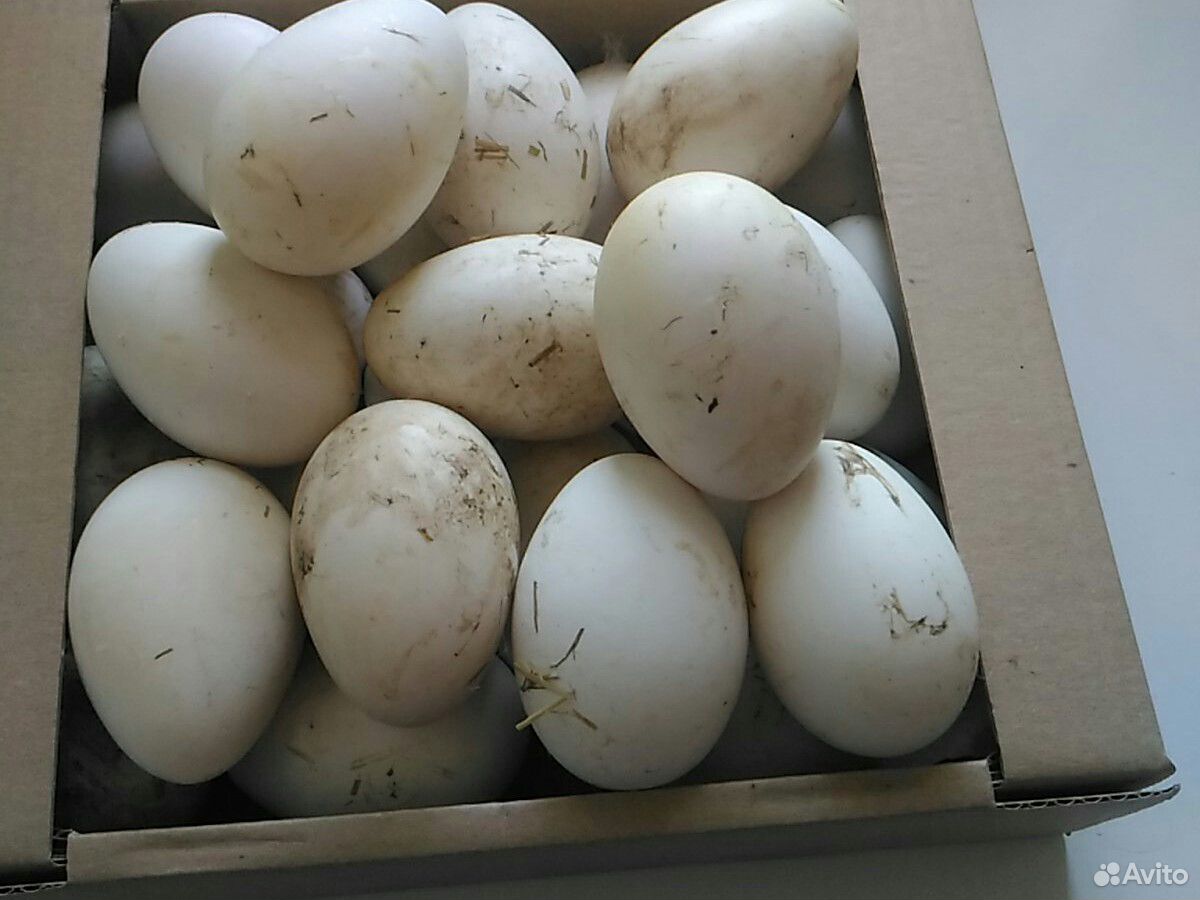 Инкубационное яйцо гусей Линда купить на Зозу.ру - фотография № 1