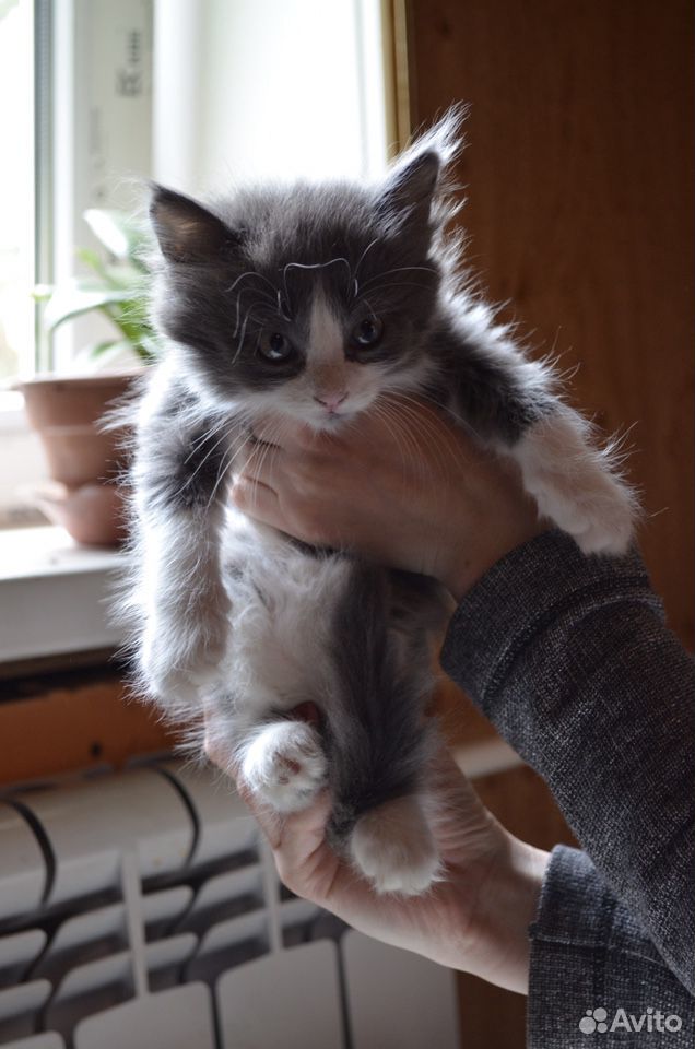 Котята 2 месяца купить на Зозу.ру - фотография № 2