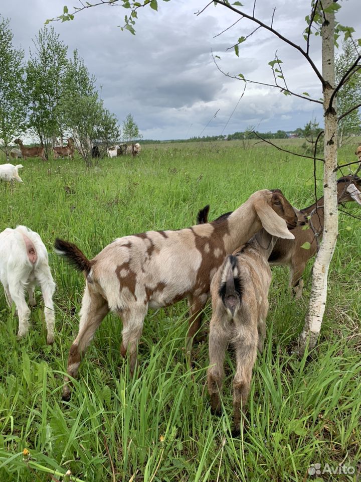 Продам процентных нубийских коз купить на Зозу.ру - фотография № 4