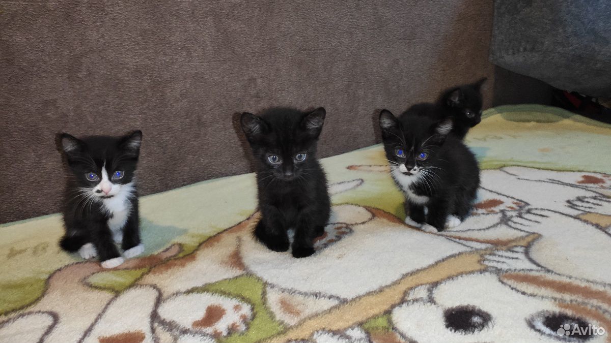 Котята смешанные чёрно-белые и чёрные от британско купить на Зозу.ру - фотография № 2