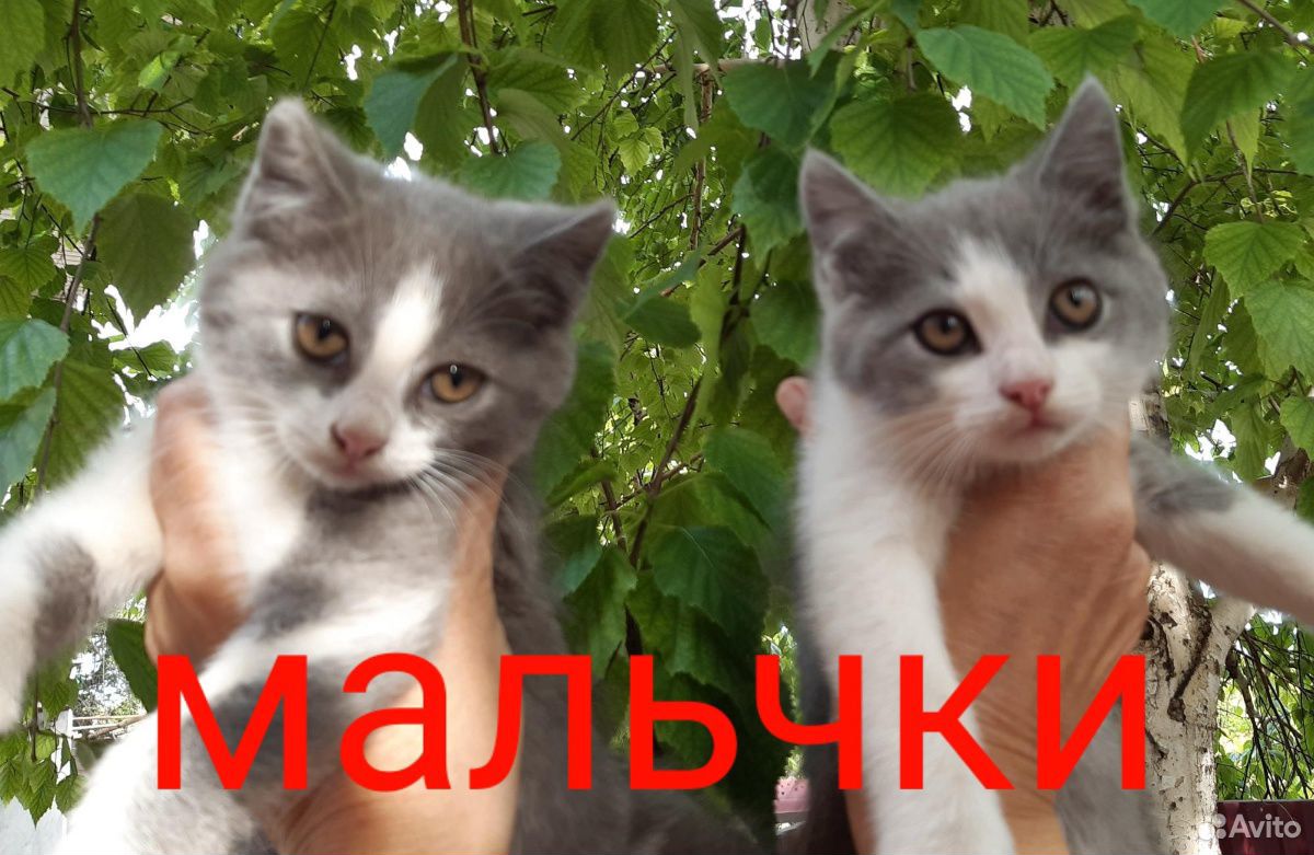 Котики-мальчики купить на Зозу.ру - фотография № 1