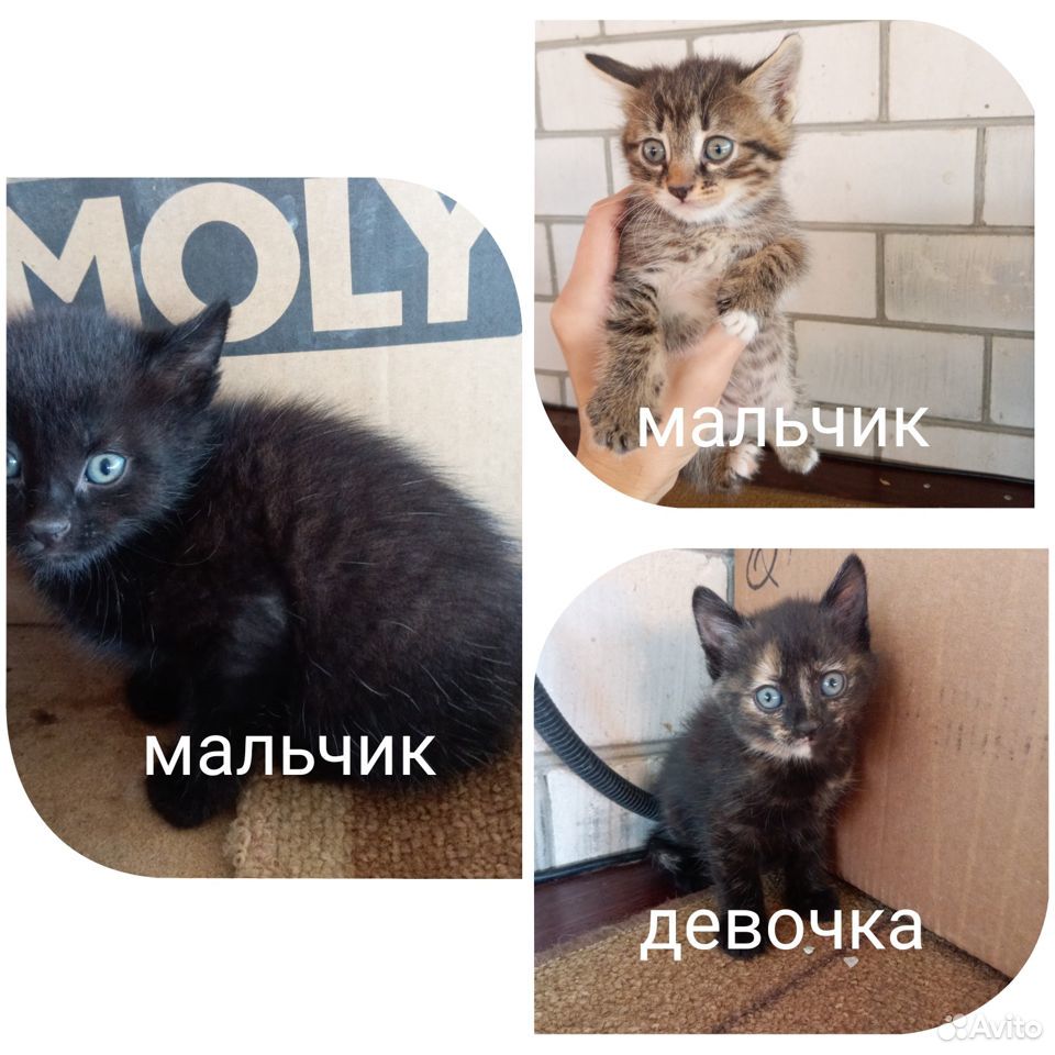 Котики бесплатно купить на Зозу.ру - фотография № 1
