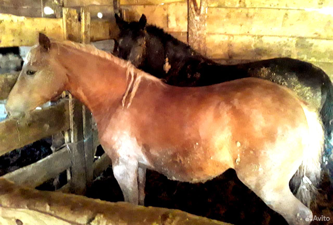 Продаются откормленные лошади 2-3 лет купить на Зозу.ру - фотография № 1