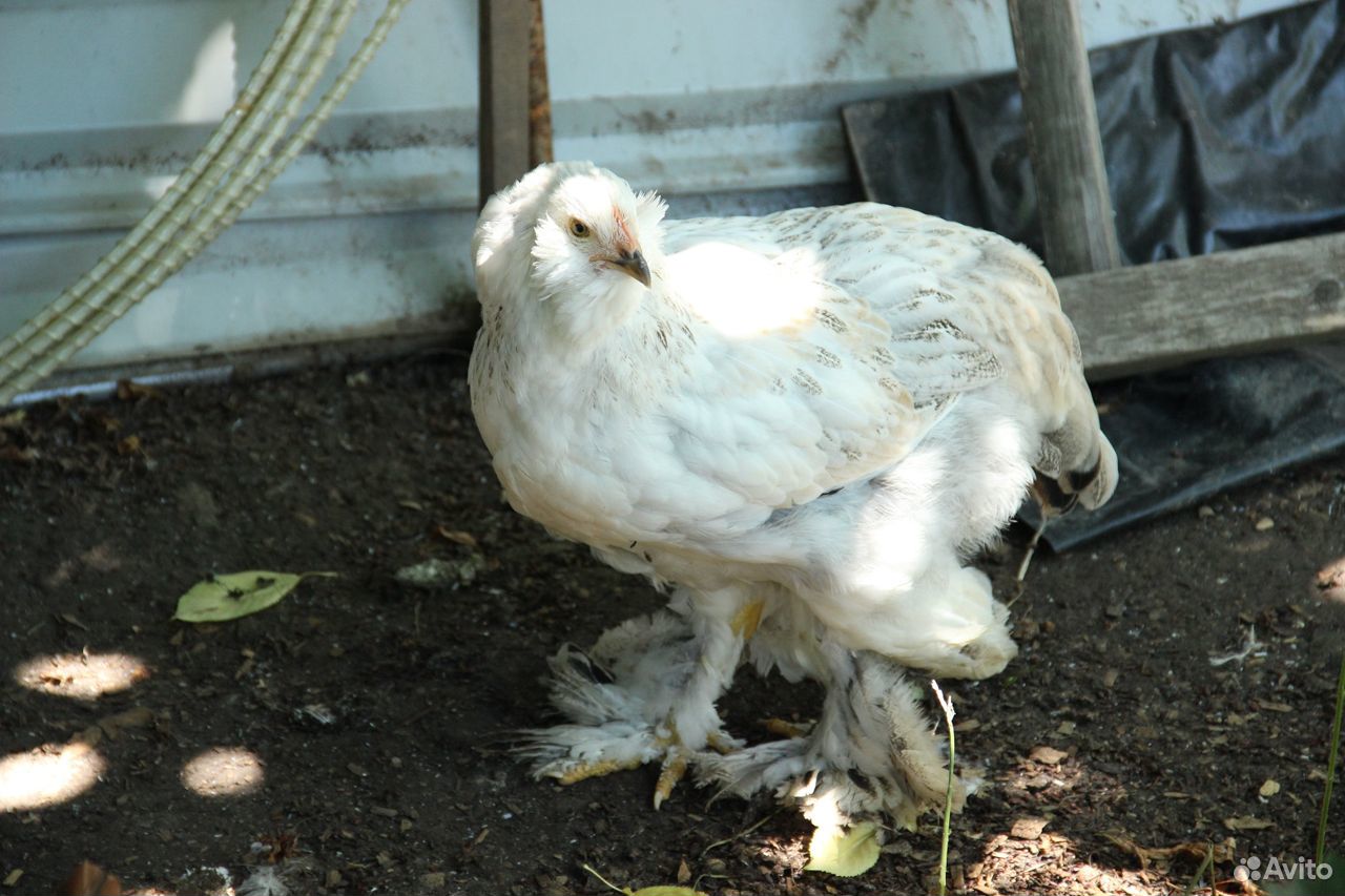 Цыплята породы фавероль красивые И продуктивные купить на Зозу.ру - фотография № 5