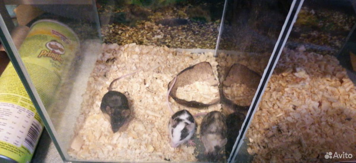 Мышки купить на Зозу.ру - фотография № 1