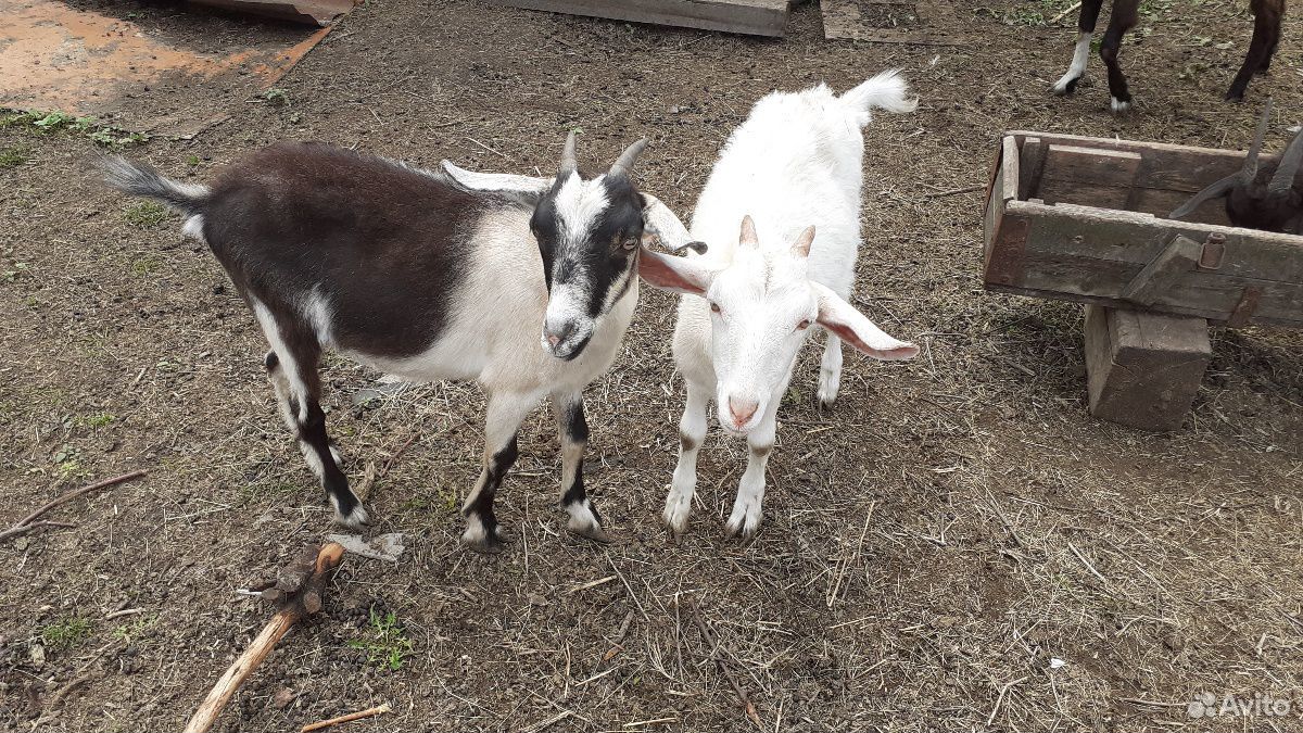 Альпийские годовалые козы, не на мясо, по 4 тысячи купить на Зозу.ру - фотография № 2