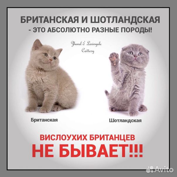 Котик Британской серебристой шиншиллы купить на Зозу.ру - фотография № 6