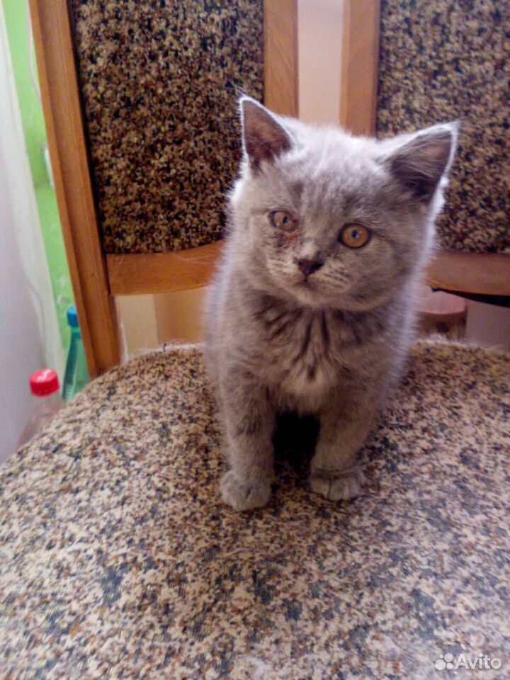 Британские котята купить на Зозу.ру - фотография № 3