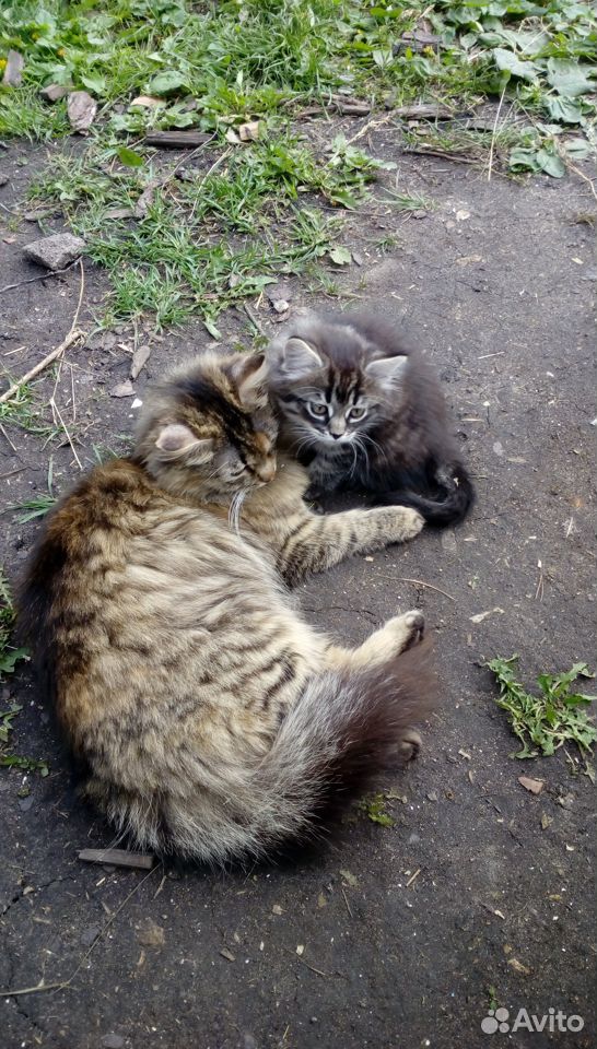 Котенок от кошки-мышеловки купить на Зозу.ру - фотография № 3