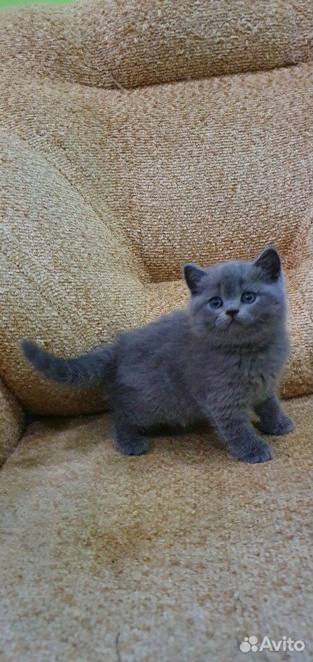 Британские плюшевые котята купить на Зозу.ру - фотография № 3