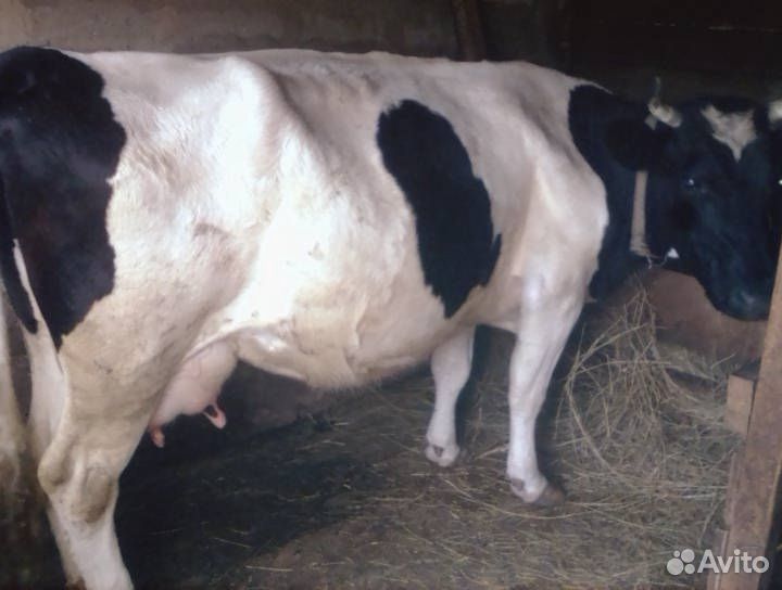 Продам корову, тёлочку 22 июня будет месяц,все воп купить на Зозу.ру - фотография № 4