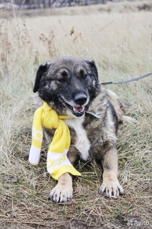 Дружелюбная собака Карамелька ищет семью в дар купить на Зозу.ру - фотография № 1