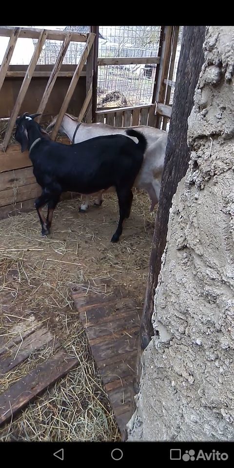 Англо-нубийские 2 козы купить на Зозу.ру - фотография № 5
