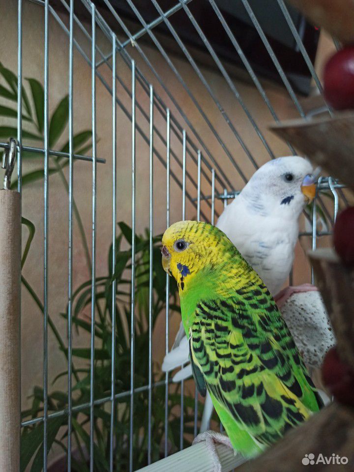 Волнистые попугаи с клеткой купить на Зозу.ру - фотография № 2