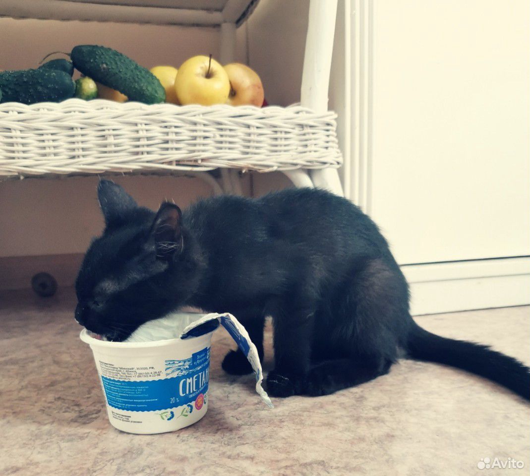 Чёрный котенок девочка купить на Зозу.ру - фотография № 2