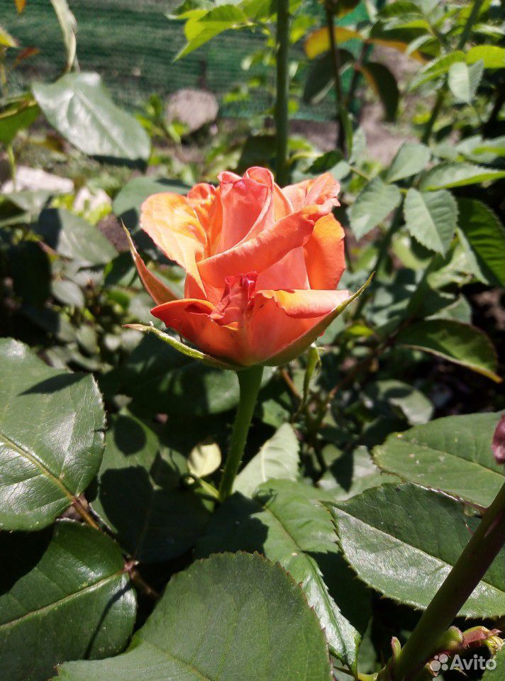 Розы Цветы, букет роз купить на Зозу.ру - фотография № 2