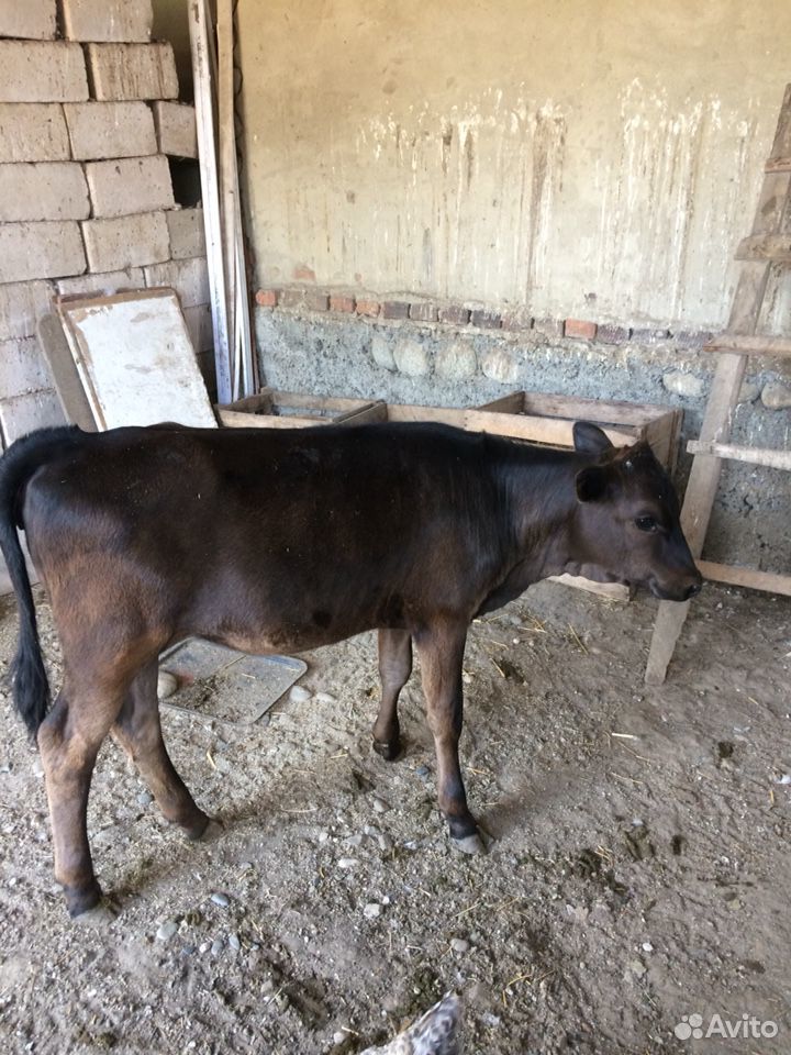 Продаётся дойная корова с трёх месячным телёнком купить на Зозу.ру - фотография № 4