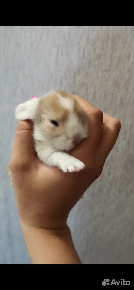 Продам вислоухого крольчонка купить на Зозу.ру - фотография № 4
