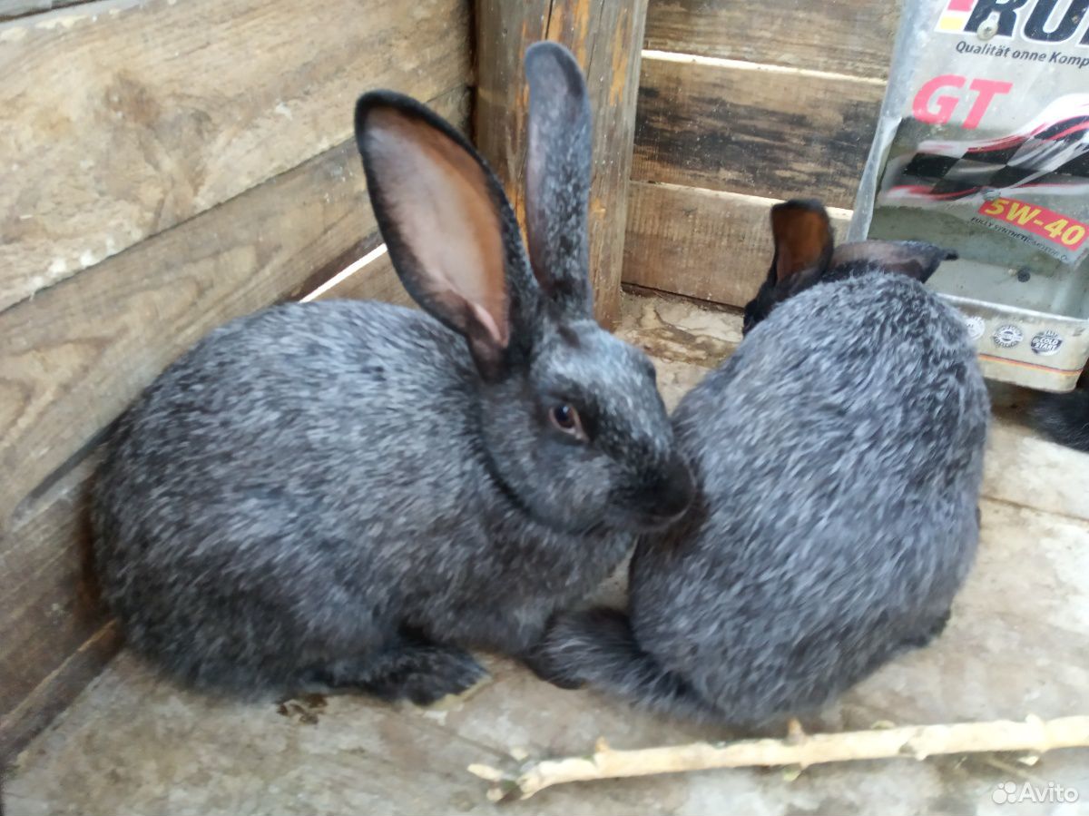 Кролики Полтавское серебро купить на Зозу.ру - фотография № 3