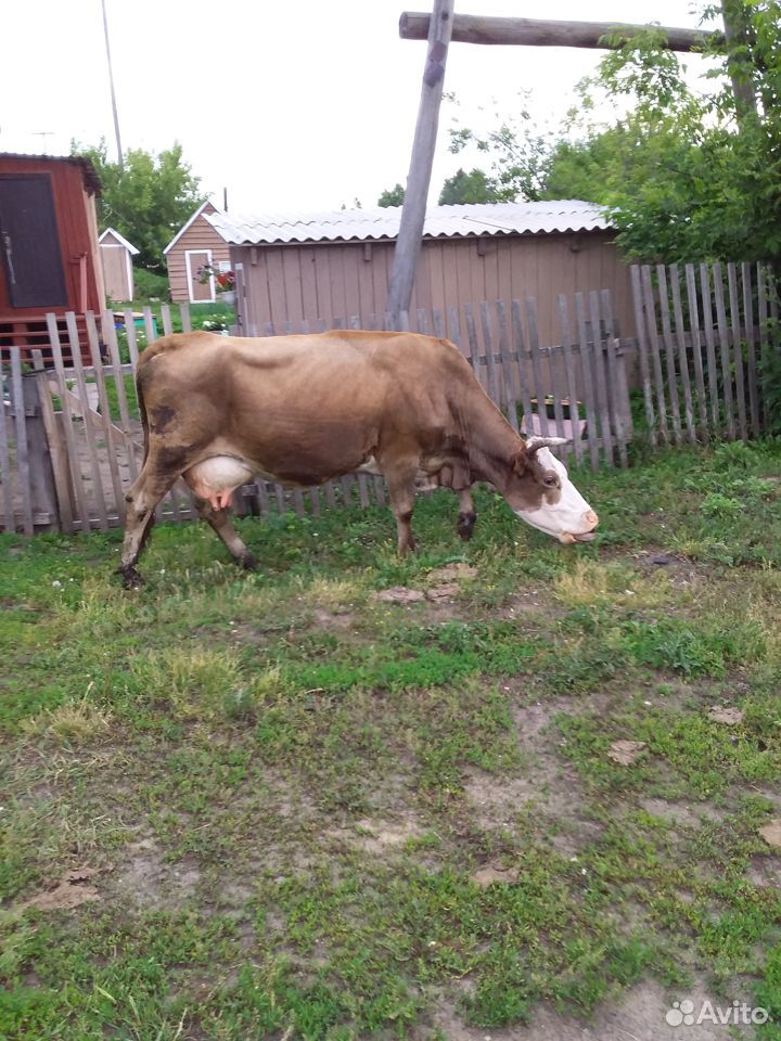 Коровы, тёлки купить на Зозу.ру - фотография № 4