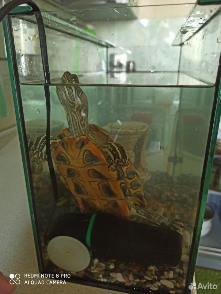 Черепахи - бесплатно купить на Зозу.ру - фотография № 3