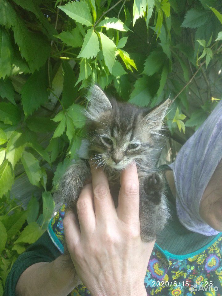 Отдам котят и кошку в хорошие руки купить на Зозу.ру - фотография № 2