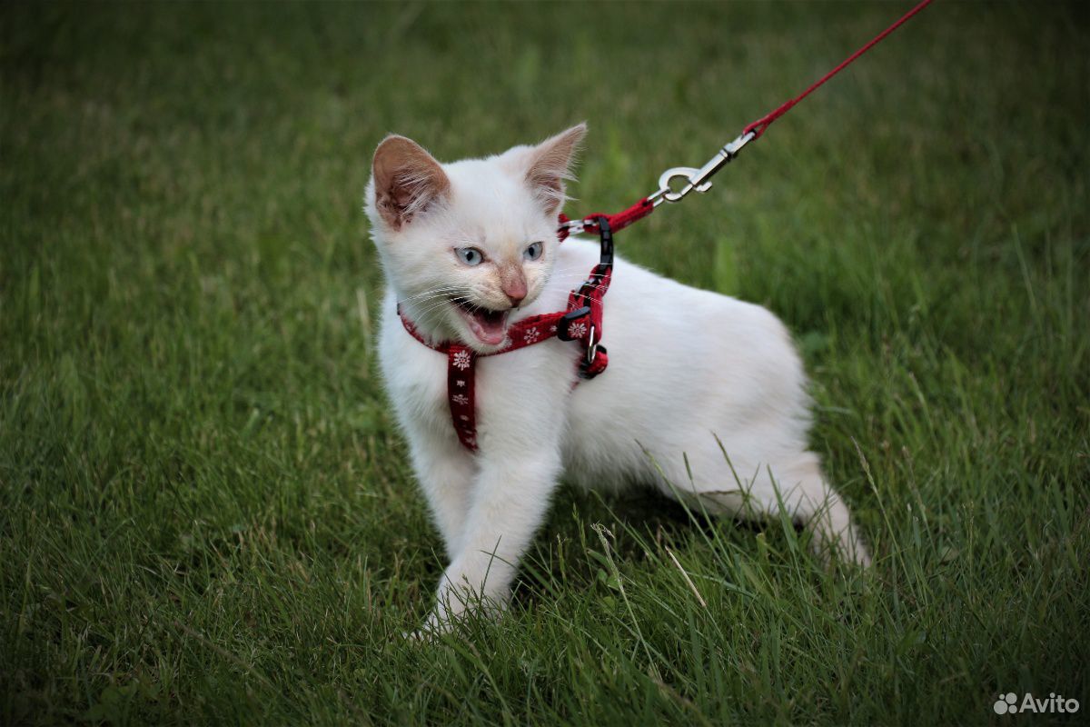 Голубоглазый котенок в добрые руки купить на Зозу.ру - фотография № 3