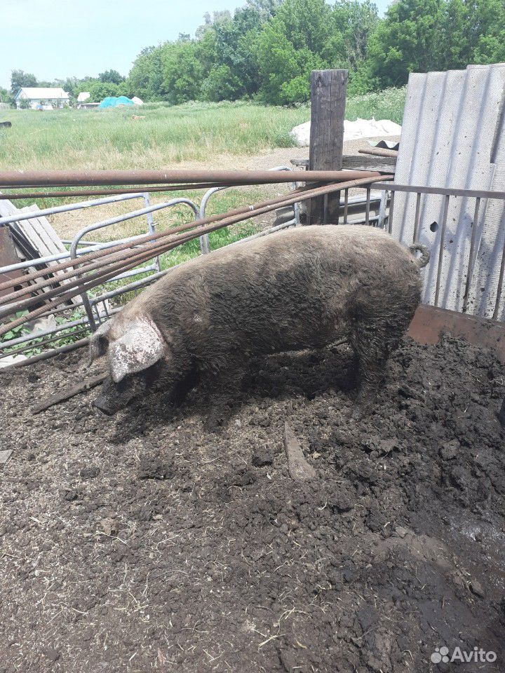Свиноматкисупоростные и хряк на племя а также свин купить на Зозу.ру - фотография № 7