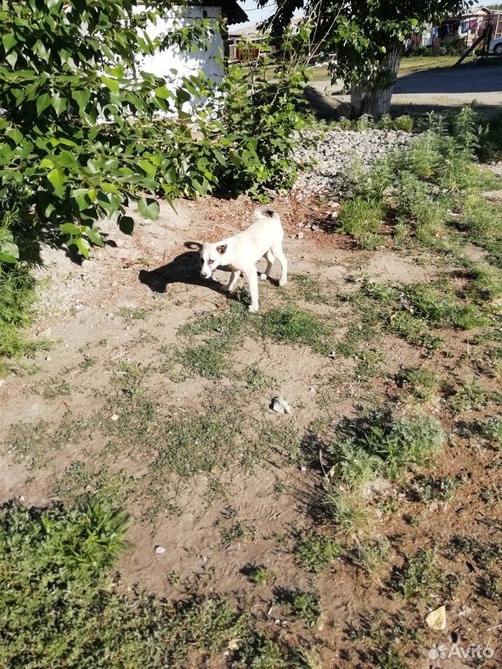Собака щенок 3 месяца восточно европейская купить на Зозу.ру - фотография № 2