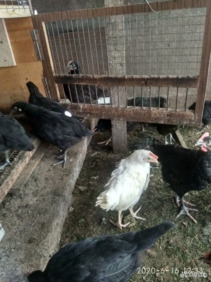 Цыплята от домашних кур купить на Зозу.ру - фотография № 4