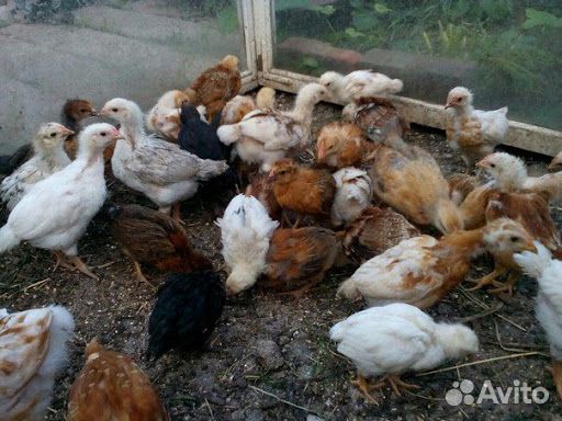 Цыплята несушки, полтора месячные купить на Зозу.ру - фотография № 1