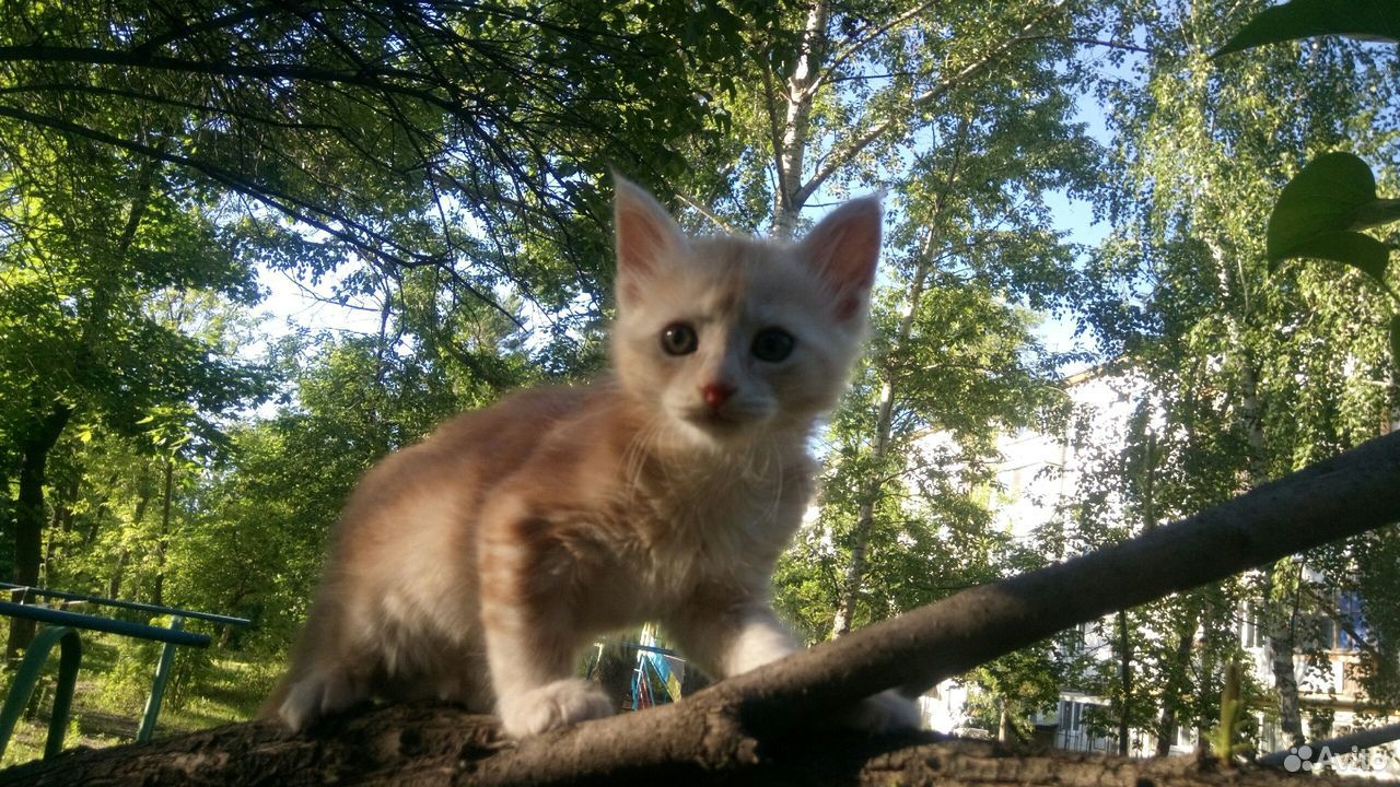 Котятки купить на Зозу.ру - фотография № 5