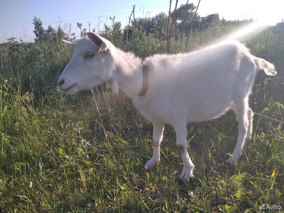 Молочная коза купить на Зозу.ру - фотография № 3