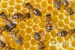 Пчелы (пчелосемьи с ульями) купить на Зозу.ру - фотография № 1