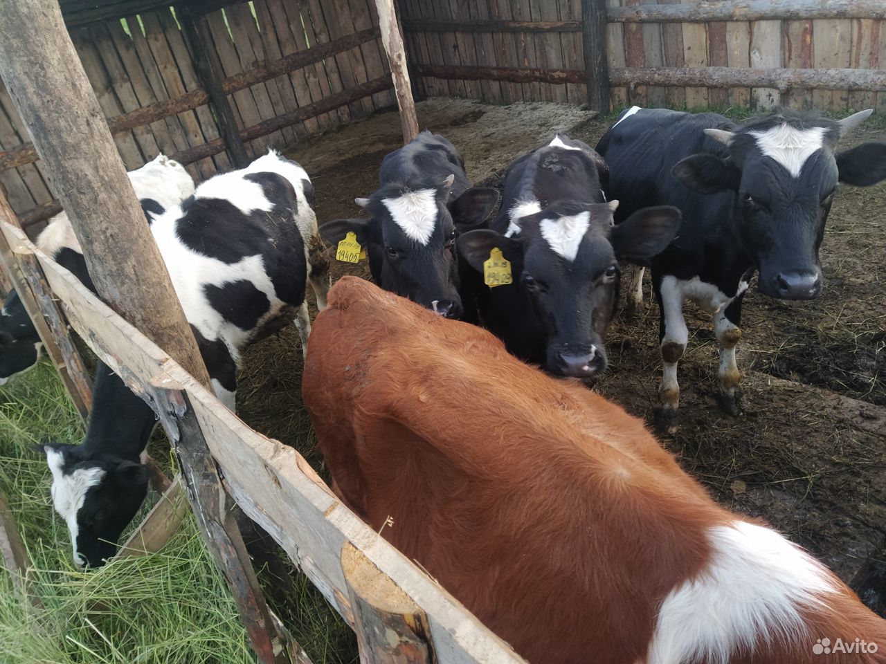 Продам коров,бычков,телят с домашнего подворья купить на Зозу.ру - фотография № 6