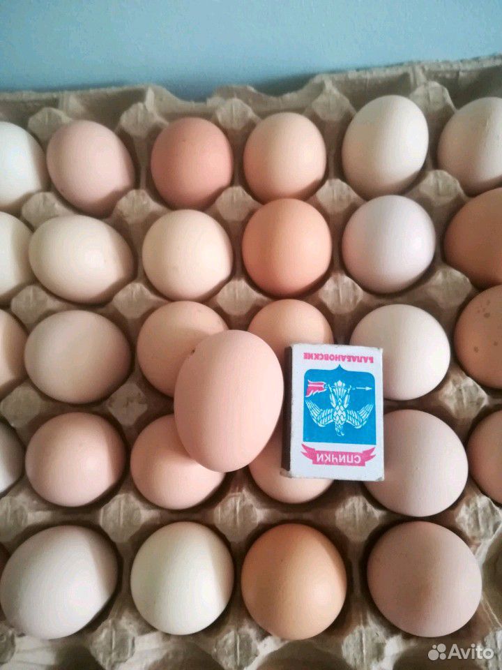 Яйцо куриное домашнее купить на Зозу.ру - фотография № 3